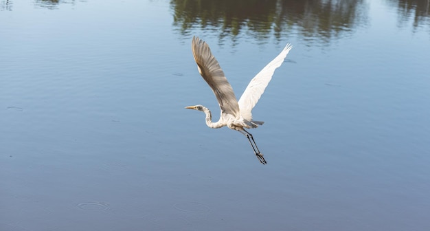 Waterfowl beautiful waterfowl in flight natural light selective focus