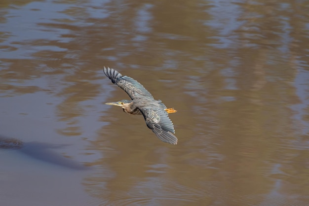 Waterfowl beautiful waterfowl in flight natural light selective focus