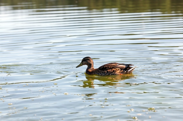 Waterfowl  ducks