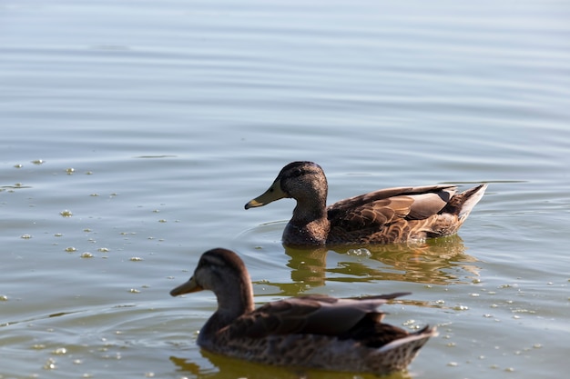 Waterfowl wild birds ducks in the wild small beautiful wild ducks waterfowl ducks in spring or summer