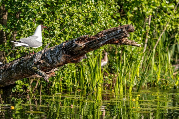 Waterfowl young gulls perched on dead trees against a background of reeds Selective focus