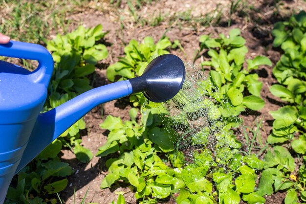 Watering beds with radishes from a watering can growing vegetable plants in the garden