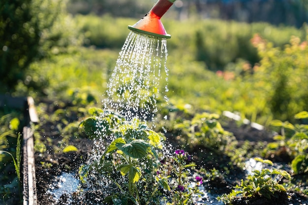 Watering can on the gardenWatering the garden at sunsetVegetable watering can