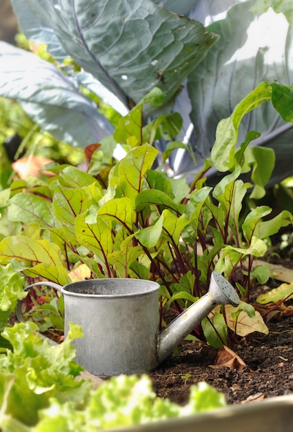 Watering can in a patch 