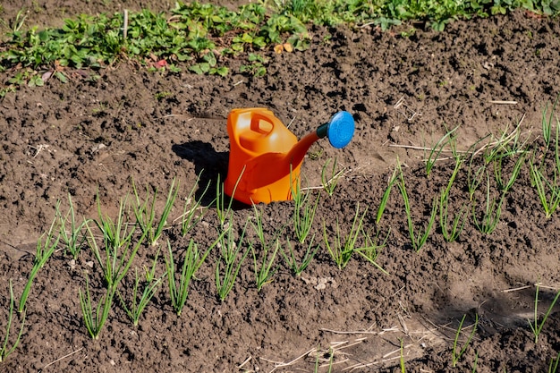 A watering can and planted onions on a sunny day