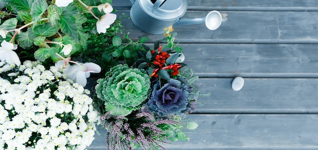 Watering can plants flawers on vintage wooden terasse spring in the garden