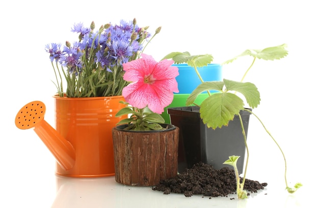 Watering can and plants in flowerpot isolated on white