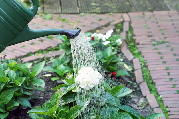 Watering can watering a flower in a home garden