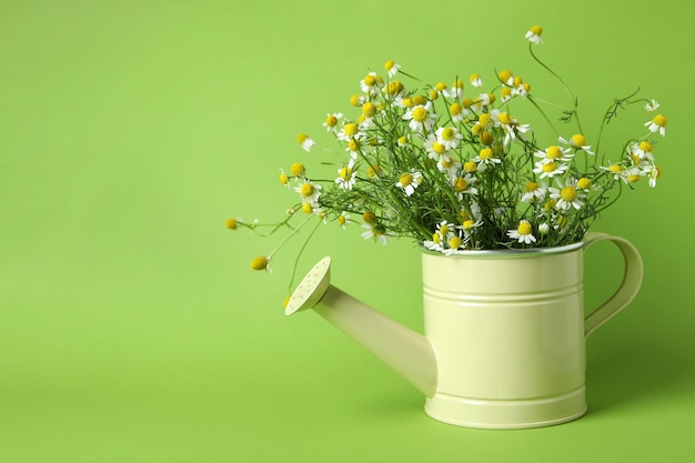 Watering can with chamomiles on green