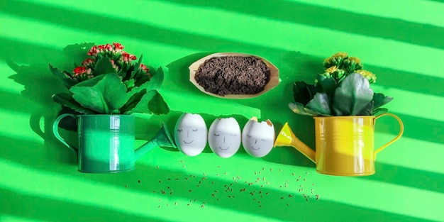 Watering cans with flowers and eggshells on green