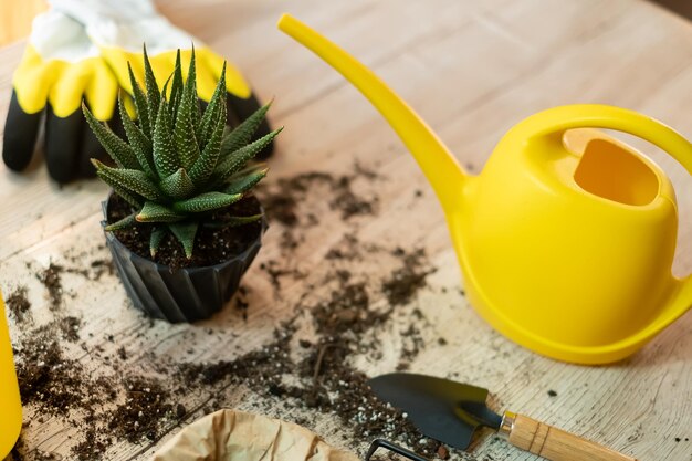 Watering a flower from a garden watering can, garden tools lie on a wooden table a shovel, a yellow