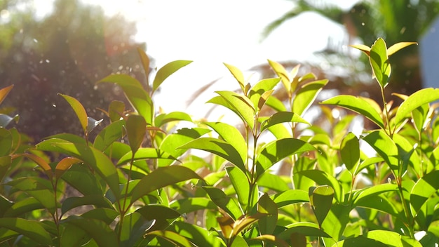 Watering garden with young green trees summer sunny scene