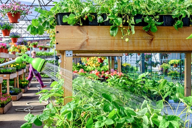 Watering hose, spray gun for watering plants in the garden. Watering garden strawberries in the garden center.