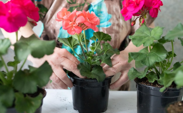 Photo watering pelargoniumgeranium flowers in a pot at home floral decor spring flora caring for flowers