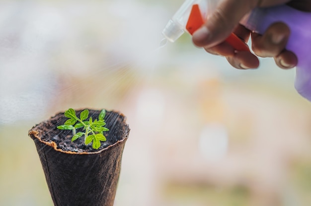 Watering pepper in peat pots on the window