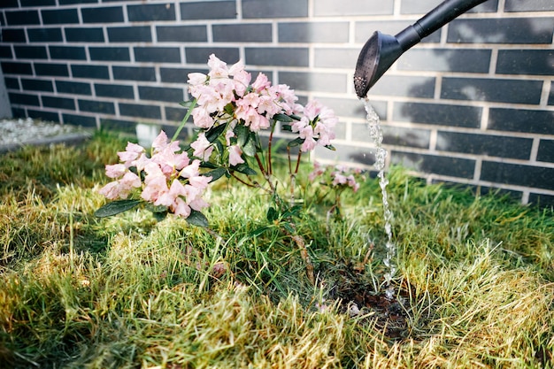 Watering pink flowers in the garden Gardening on spring days