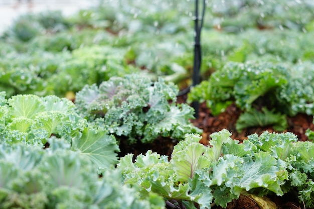 Watering plants in the garden