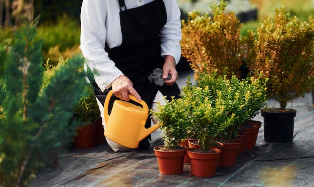 Watering plants Senior woman is in the garden at daytime