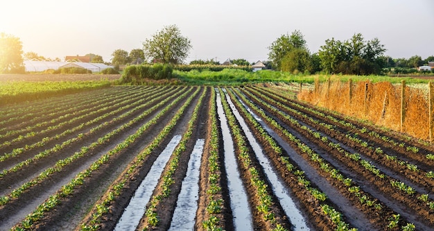 Watering the potato plantation in the early morning Rain and precipitation Agriculture and agribusiness Growing vegetables outdoors on open ground field Surface irrigation of crops on plantation