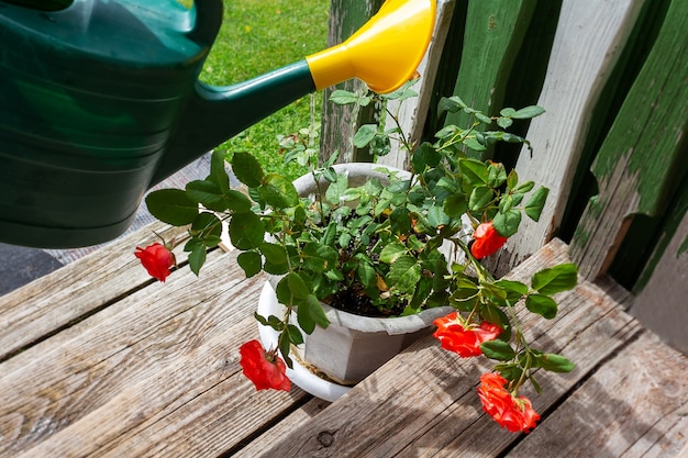 Watering rosebush with watering can old porch