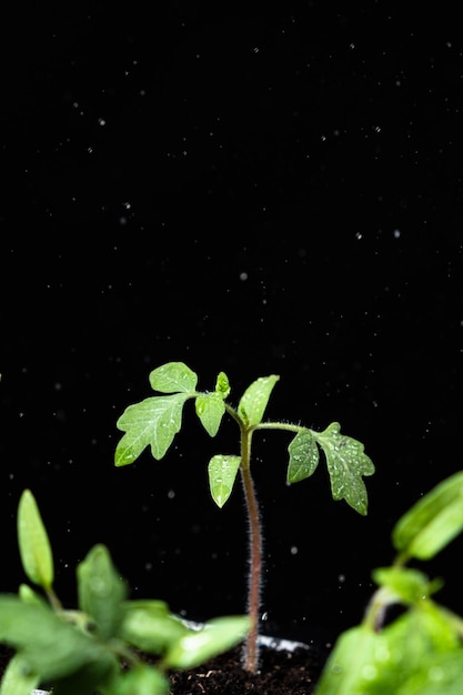 Watering tomato sprouts on a black background