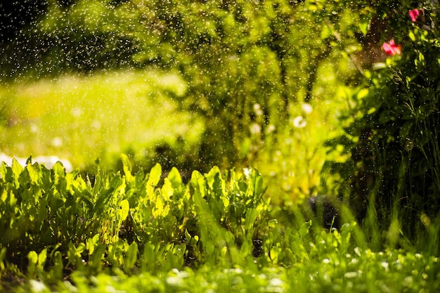 Watering vegetable plants on a plantation in the summer heat Drops of water irrigate crops Gardening concept Agriculture plants growing in bed row