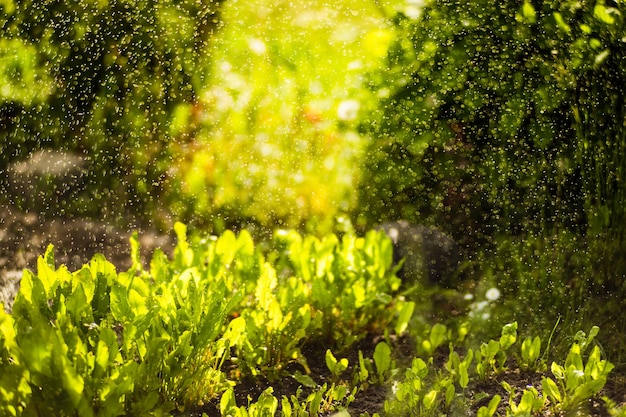 Watering vegetable plants on a plantation in the summer heat Drops of water irrigate crops Gardening concept Agriculture plants growing in bed row