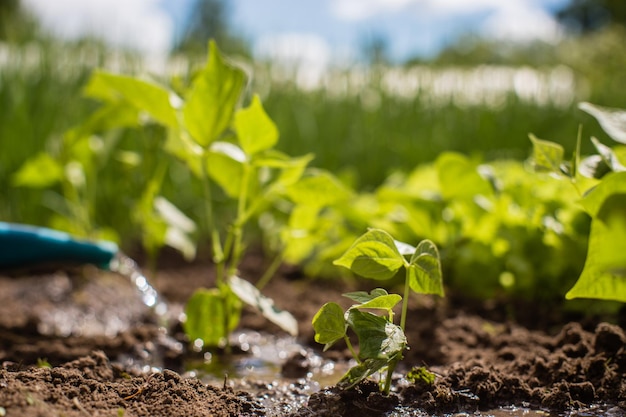 Watering vegetable plants on a plantation in the summer heat with a watering can Gardening concept Agriculture plants growing in bed row