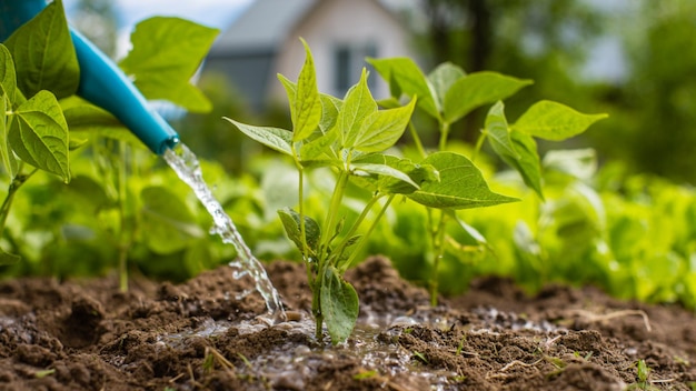 Watering vegetable plants on a plantation in the summer heat with a watering can Gardening concept Agriculture plants growing in bed row