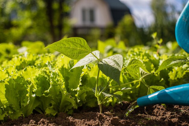 Watering vegetable plants on a plantation in the summer heat with a watering can Gardening concept Agriculture plants growing in bed row