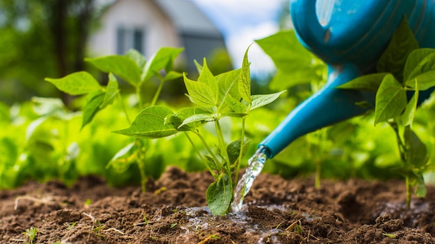 Watering vegetable plants on a plantation in the summer heat with a watering can Gardening concept Agriculture plants growing in bed row