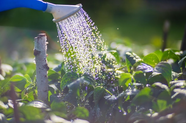 Watering vegetable plants on a plantation in the summer heat with a watering can Gardening concept Agriculture plants growing in bed row