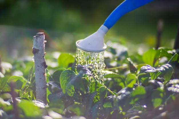 Watering vegetable plants on a plantation in the summer heat with a watering can Gardening concept Agriculture plants growing in bed row