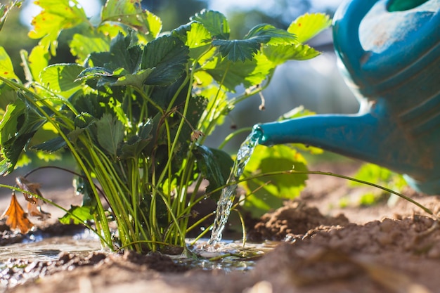 Watering vegetable plants on a plantation in the summer heat with a watering can Gardening concept Agriculture plants growing in bed row