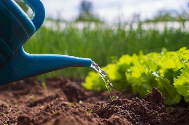 Watering vegetable plants on a plantation in the summer heat with a watering can Gardening concept Agriculture plants growing in bed row