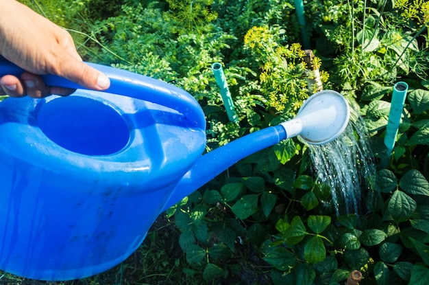 Watering vegetable plants on a plantation in the summer heat with a watering can Gardening concept Agriculture plants growing in bed row