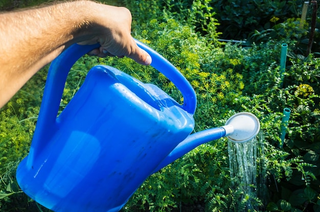 Watering vegetable plants on a plantation in the summer heat with a watering can Gardening concept Agriculture plants growing in bed row