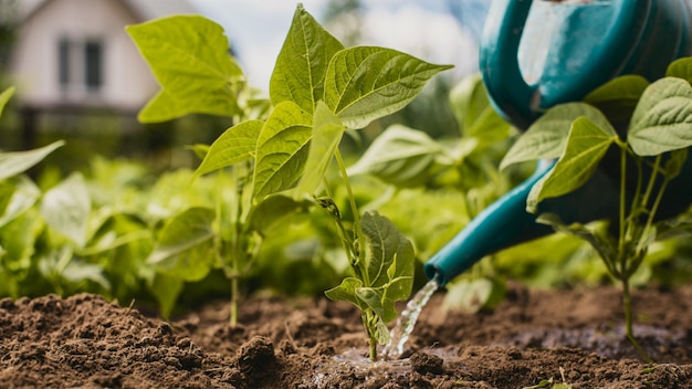 Watering vegetable plants on a plantation in the summer heat with a watering can Gardening concept Agriculture plants growing in bed row