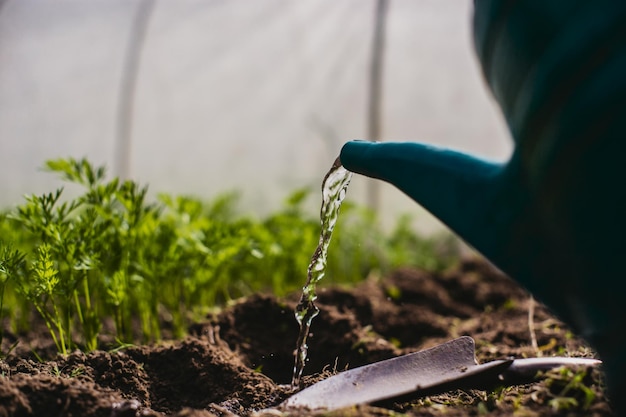 Watering vegetable plants on a plantation in the summer heat with a watering can Gardening concept Agriculture plants growing in bed row