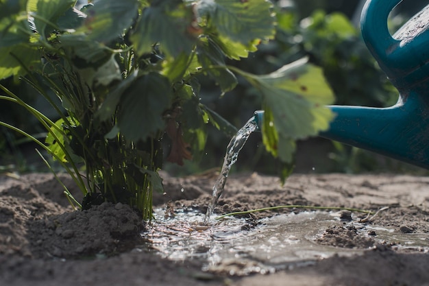 Watering vegetable plants on a plantation in the summer heat with a watering can Gardening concept Agriculture plants growing in bed row