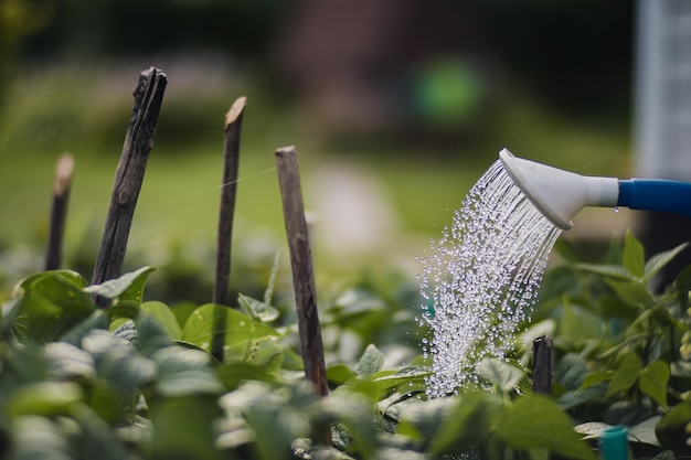 Watering vegetable plants on a plantation in the summer heat with a watering can Gardening concept Agriculture plants growing in bed row