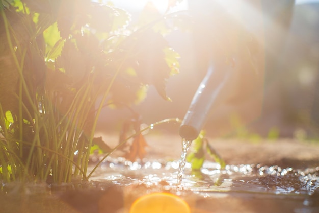 Watering vegetable plants on a plantation in the summer heat with a watering can Gardening concept Agriculture plants growing in bed row