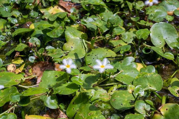 Waterlily in garden pond bali