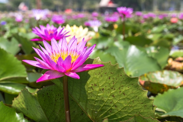 Waterlily in garden pond