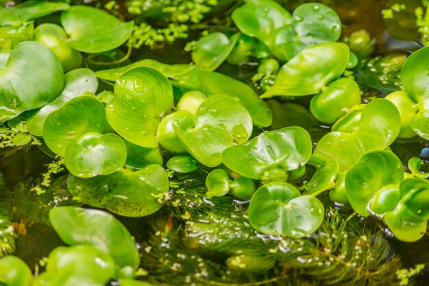 Photo waterlily leaves background