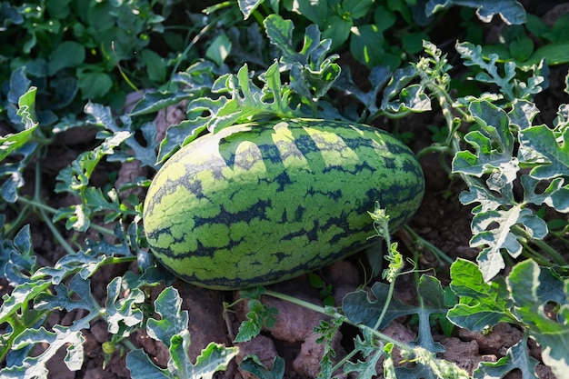 Watermelon field with watermelon fruit fresh watermelon on ground agriculture garden watermelon farm with leaf tree plant harvesting watermelons in the field