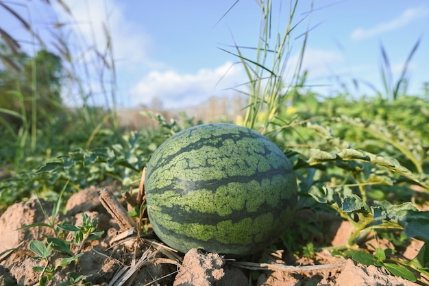 Watermelon field with watermelon fruit fresh watermelon on ground agriculture garden watermelon farm with leaf tree plant harvesting watermelons in the field