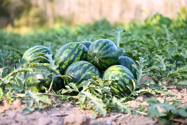 Watermelon field with watermelon fruit fresh watermelon on ground agriculture garden watermelon farm with leaf tree plant harvesting watermelons in the field