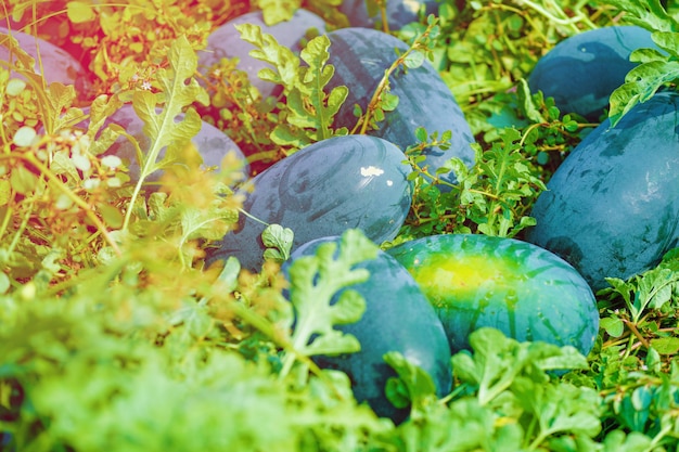 Watermelon field