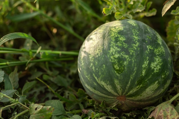 Watermelon in the garden in the leaves Agriculture agronomy industry